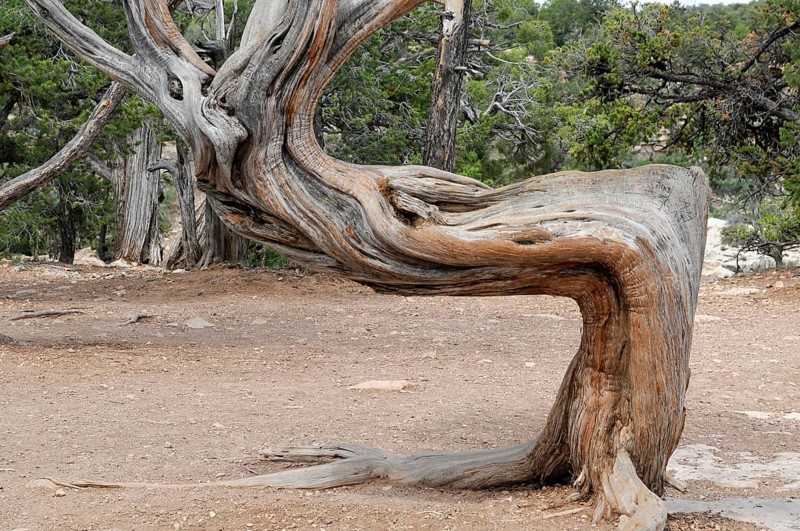Tree at the crater rim, Grand Canyon, Arizona, USA, North America