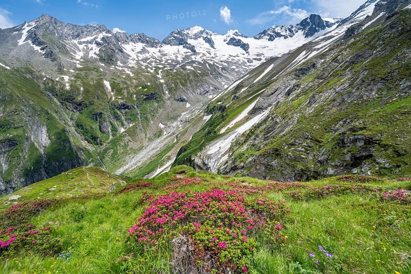 Picturesque mountain landscape with blooming alpine roses, behind mountain peak Grosser Loeffler and Oestliche Floitenspitze with glacier Floitenkees, valley Floitengrund, Berliner Hoehenweg, Zillertal Alps, Tyrol, Austria, Europe