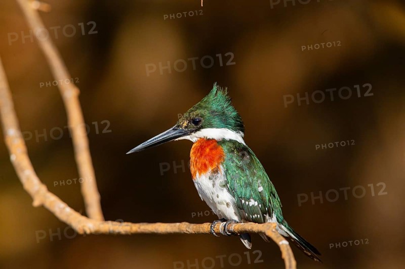 Amazon kingfisher (Chloroceryle amazona) Pantanal Brazil
