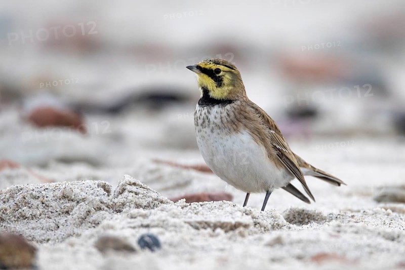 Horned lark, Heligoland