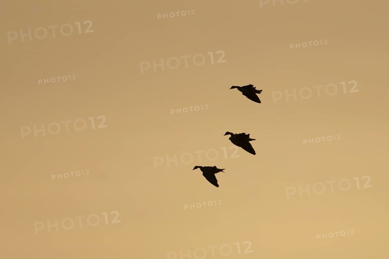 Pink-footed goose (Anser brachyrhynchus) three adult geese in flight at sunset, Norfolk, England, United Kingdom, Europe