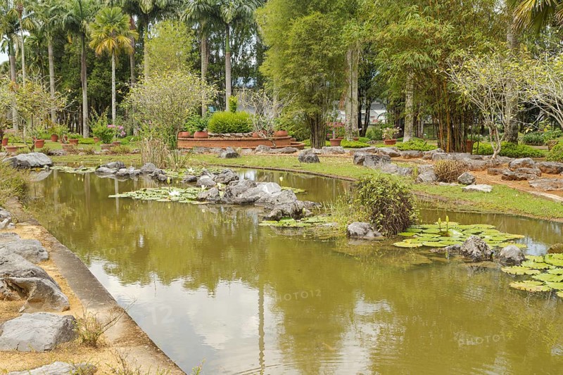 Palm collection in city park in Kuching, Malaysia, tropical garden with large trees, pond with small waterfall, waterlily, gardening, landscape design. Daytime with cloudy blue sky, Asia