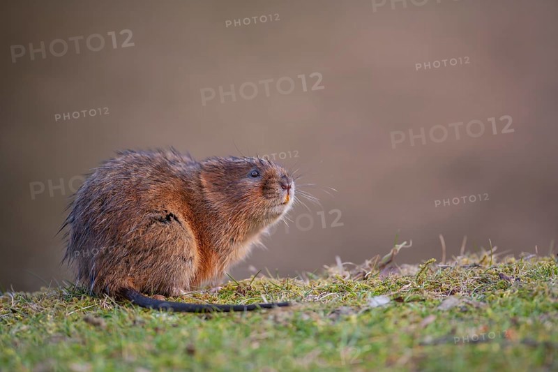 Water vole (Arvicola amphibius) adult animal on a river bank, Derbyshire, England, United Kingdom, Europe