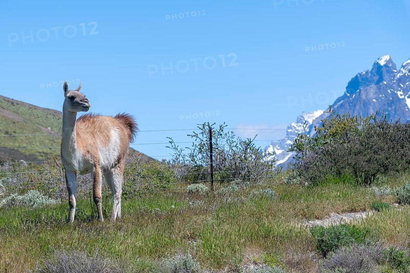 Guanaco (Llama guanicoe), Huanako, Torres del Paine National Park, Patagonia, End of the World, Chile, South America