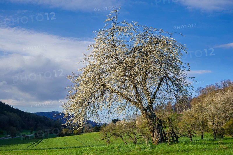Landscape with a white blossoming fruit tree in a meadow in spring, the sky is blue, the sun is shining. Between Neckargemuend and Wiesenbach, Rhine-Neckar district, Kleiner Odenwald, Baden-Wuerttemberg, Germany, Europe