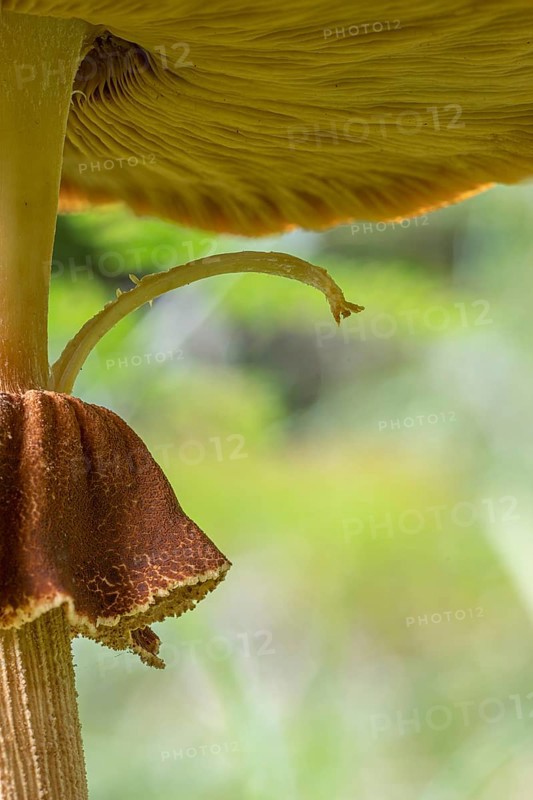 Pilz Detail, Mindelheim, Unterallgaeu, Bavaria, Germany, Europe