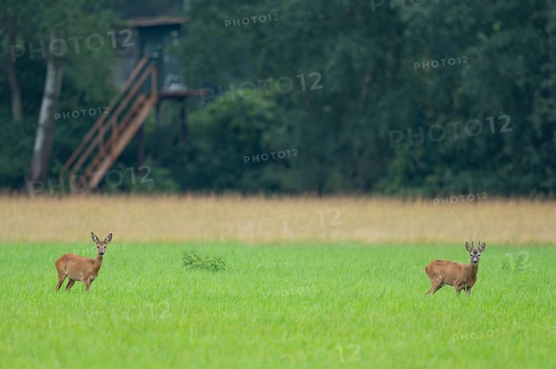 European roe deer (Capreolus capreolus), buck and doe in rut, leaf time, in a meadow, behind a high seat for hunting, wildlife, Lower Saxony, Germany, Europe