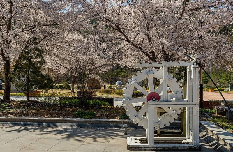 Hwanggan, South Korea, April 8, 2020: For editorial use only. Closeup of white wooden waterwheel under branches of beautiful cherry blossom tree at No Gun Ri peace park, Asia