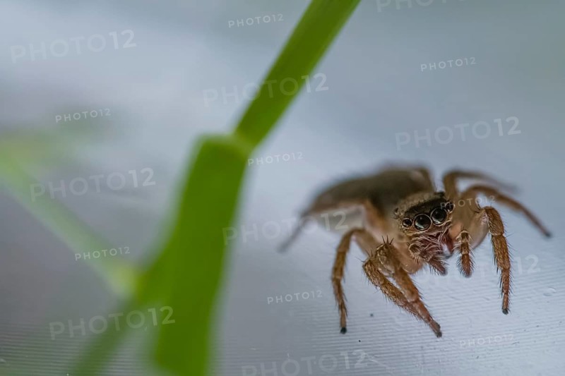 Closeup of small jumping spider next to a blurred green leaf of grass looking at camera