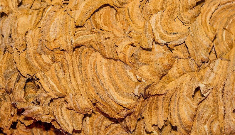 Extreme closeup of exterior of abandoned hornet nest with intricate patterns of curved lines