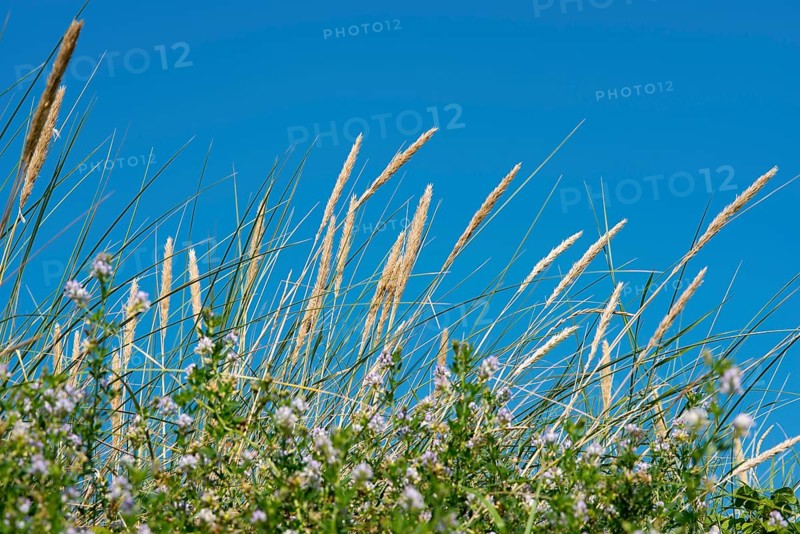European marram grass (Ammophila arenaria), leaves and panicles with seeds, grasses, erosion control on the island of Heligoland, clear blue cloudless sky, Schleswig-Holstein, Germany, Europe