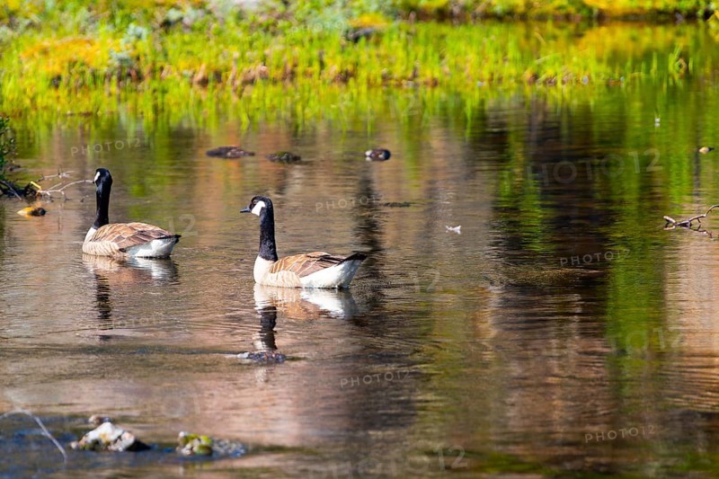 Canada goose (Branta canadensis), nature photograph, Edland, Vestfold, Norway, Europe