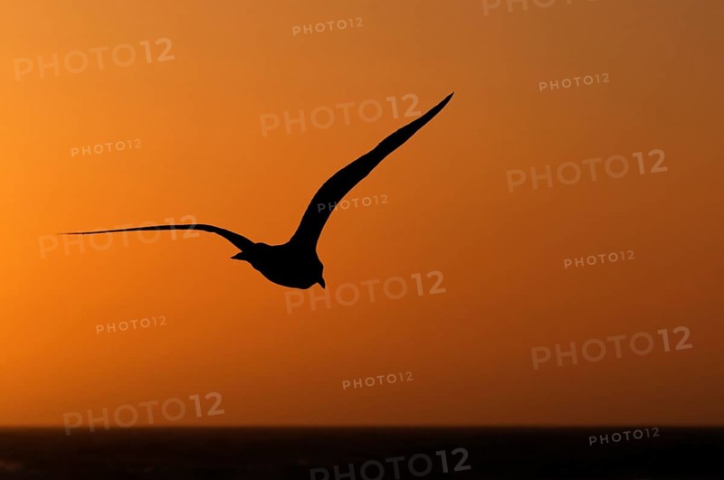 Seagull in the evening light, beach near Morro Bay, Pacific Ocean, California, USA, North America