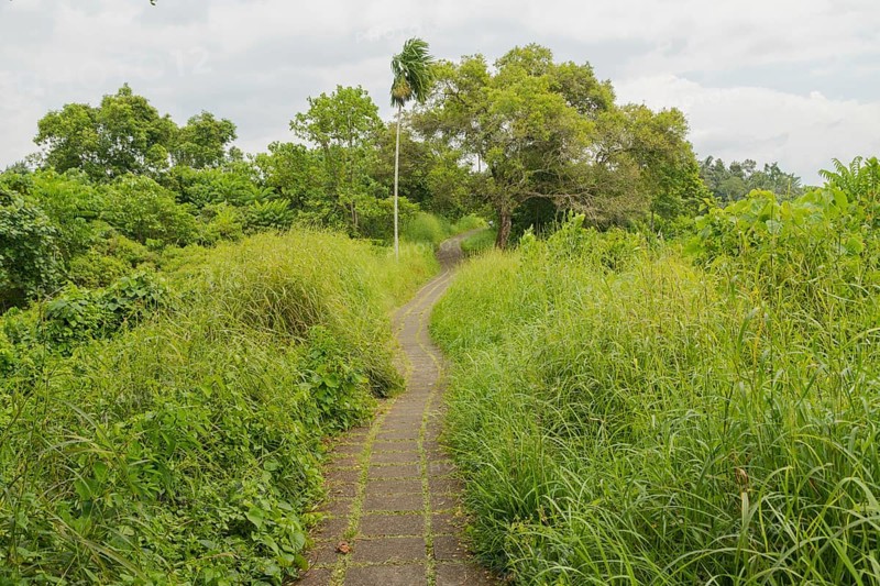 Campuhan ridge walk, Bali, Indonesia, track on the hill with grass, large trees, jungle and rice fields. Travel, tropical, Ubud, Asia