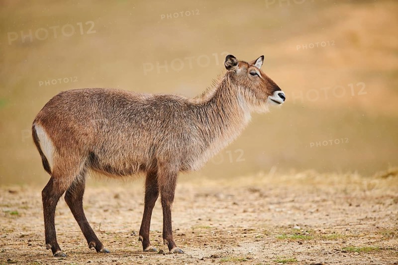 Waterbuck (Kobus defassa) in the dessert, captive, distribution Africa