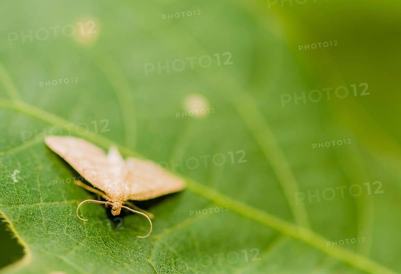 Small moth with handlebar mustache shaped antenna sitting on broad green leaf. Selective focus on facial area