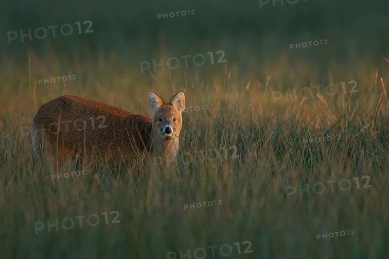Chinese water deer (Hydropotes inermis) adult amongst marshland grasses, Suffolk, England, United Kingdom, Europe