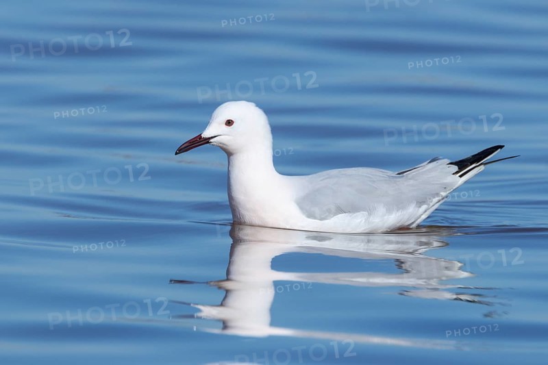 Slender-billed Gull