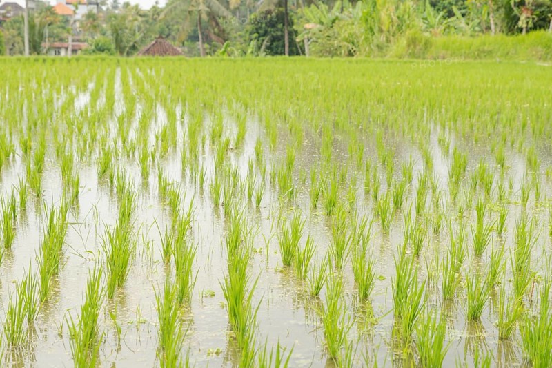 Rice terraces, Campuhan ridge walk, Bali, Indonesia, track on the hill with grass, large trees, jungle and rice fields. Travel, tropical, Ubud, Asia