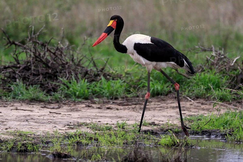 Saddle-billed stork (Ephippiorhynchus senegalensis), adult, foraging, at the water, Kruger National Park, Kruger National Park, South Africa, Africa