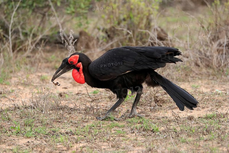 Southern ground hornbill (Bucorvus leadbeateri), adult, foraging, feeding, with prey, alert, Kruger National Park, Kruger National Park, South Africa, Africa