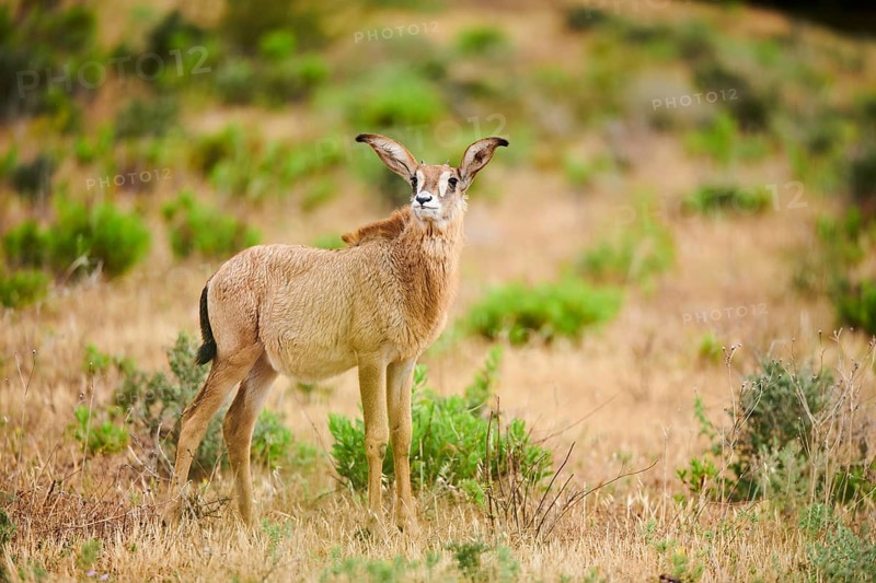 Roan Antelope (Hippotragus equinus) youngster in the dessert, captive, distribution Africa