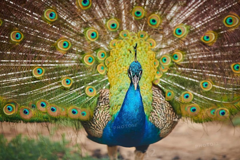 Indian peafowl (Pavo cristatus) doing a cartwheel, spreading its feathers, eyes, France, Europe