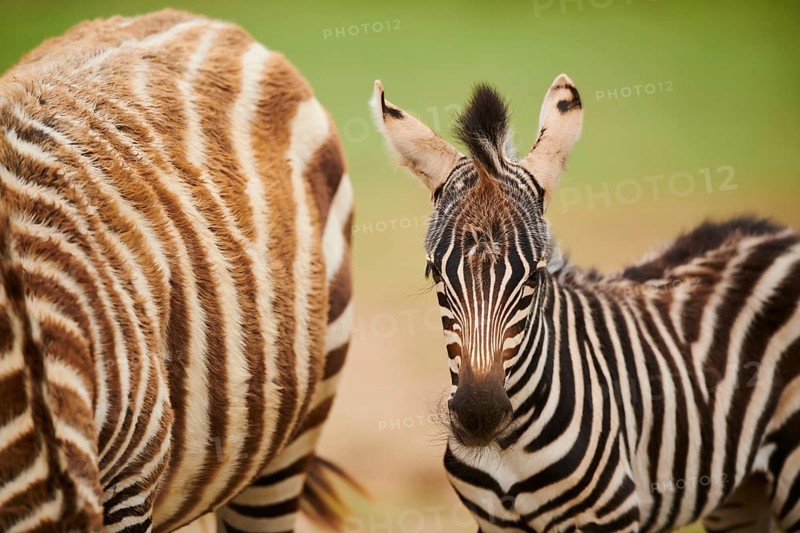 Plains zebra (Equus quagga) foal, portrait, captive, distribution Africa