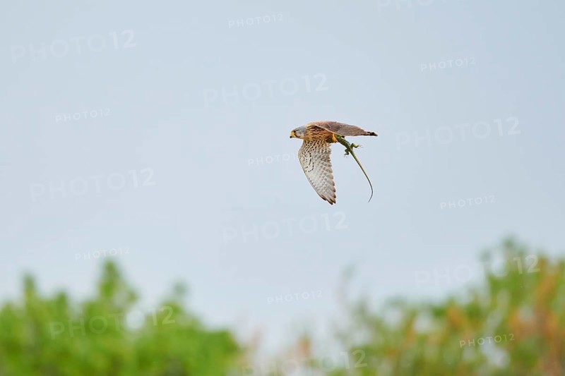 Turmfalke (Falco tinnunculus) with a hunted lizard, flying, France, Europe
