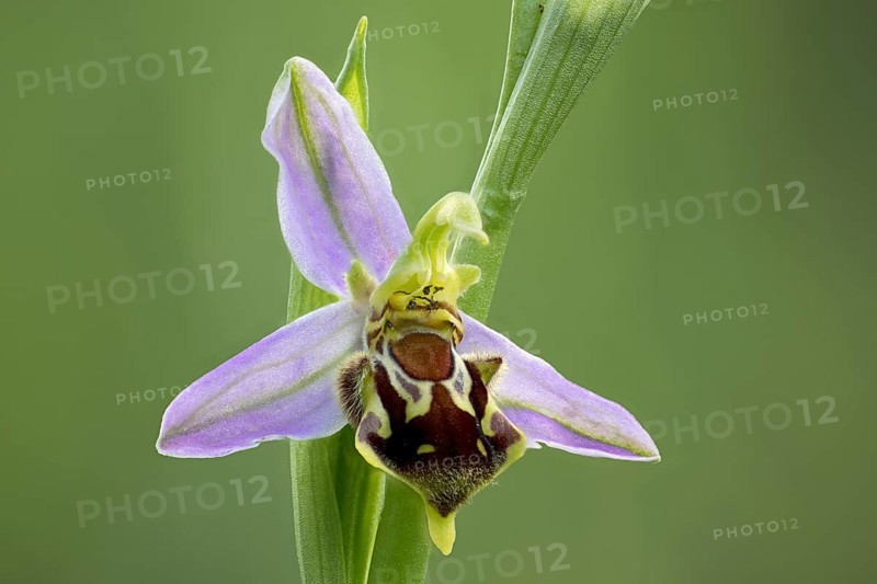 Bee orchid