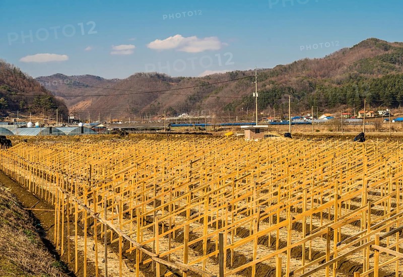 Rows of wooden frames for spring planting of ginseng crop in small rural mountain farm community under blue sky in Geumsan, South Korea, Asia