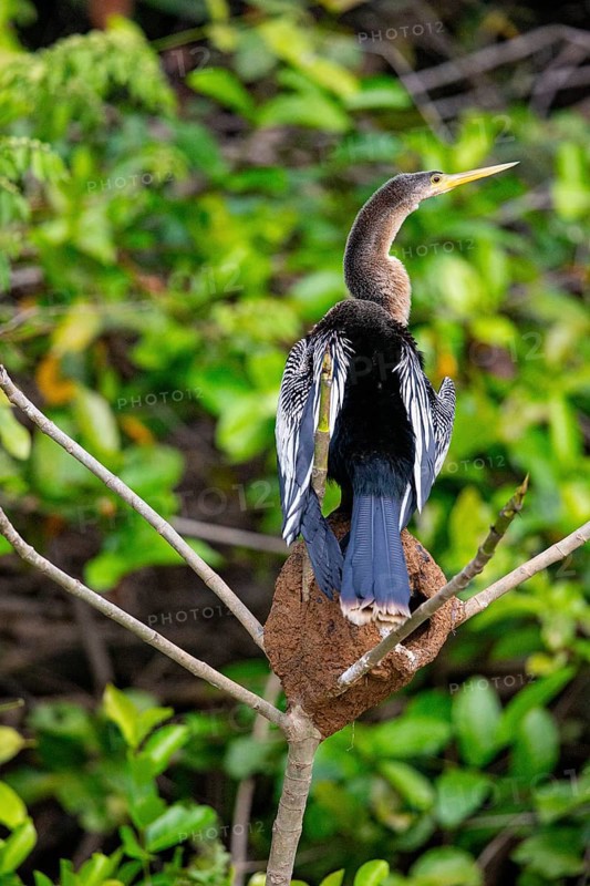 American darter (Anhinga anhinga) Pantanal Brazil