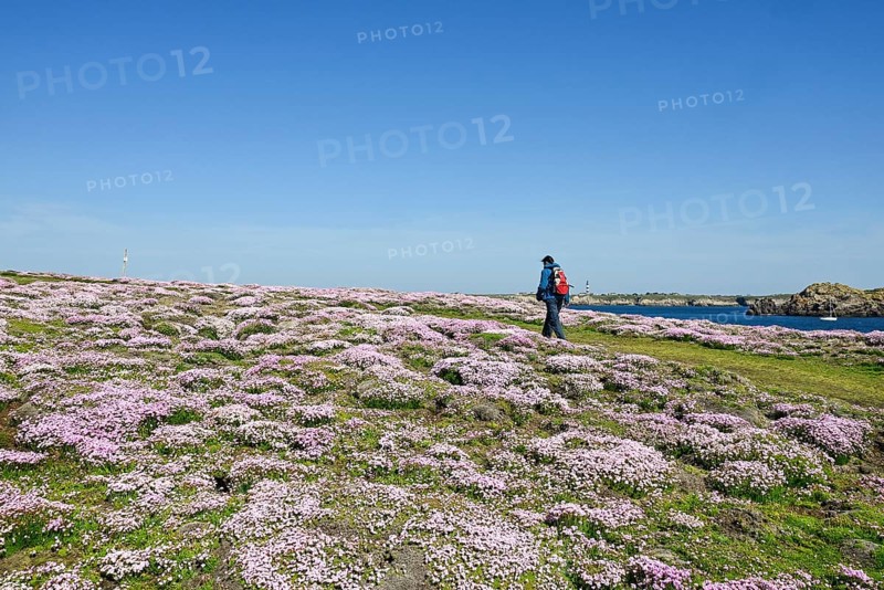 Coastal footpath in the carpet of flowers, Ouessant Island, Finistere, Brittany, France, Europe