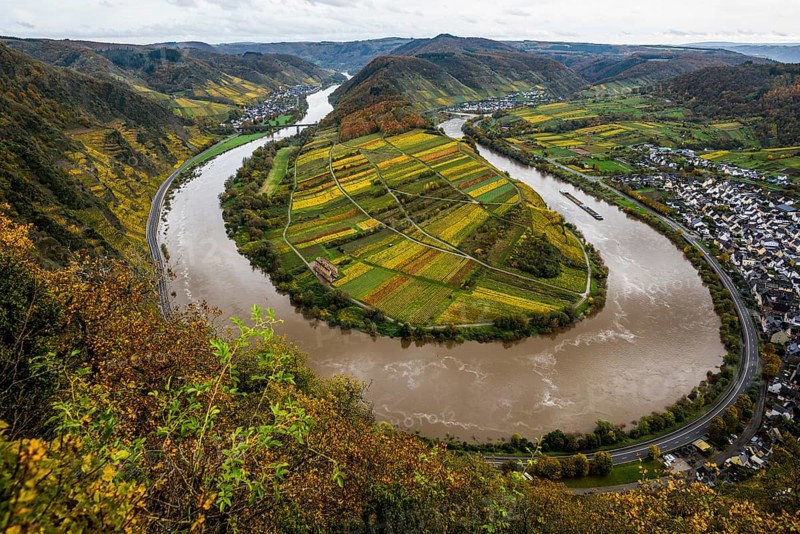 Vineyards and Moselle bend in autumn colours, Bremm, Moselle, Rhineland-Palatinate, Germany, Europe