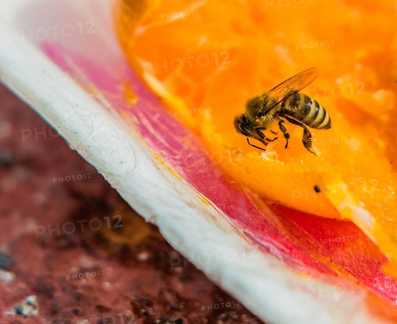 Bubble bee extracting nectar from a discarded orange in a styrofoam container