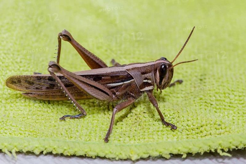 Closeup of brown grasshopper resting on green microfiber clothe