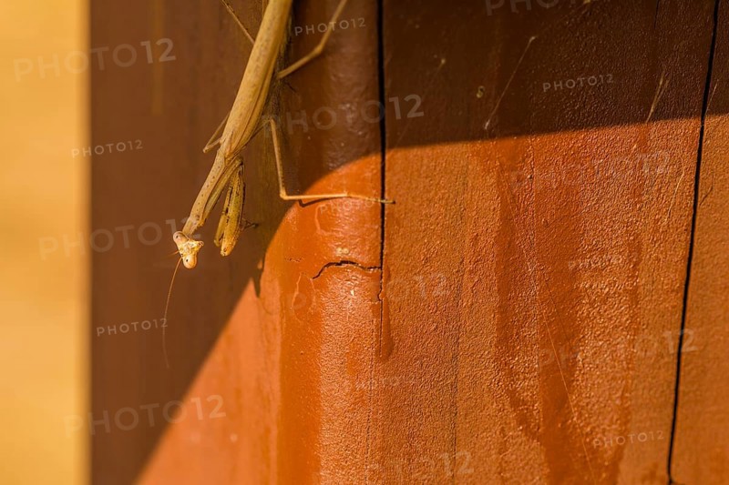 Pray mantis on brown fence post looking at camera