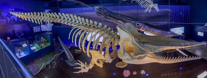 Sperm whale skeleton in the Waloseum, museum in Norddeich, Germany, Europe