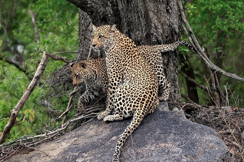 Leopard (Panthera pardus), adult with young, observed, alert, sitting, on rocks, Sabi Sand Game Reserve, Kruger NP, Kruger National Park, South Africa, Africa