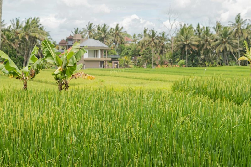 Rice fields in countryside, Ubud, Bali, Indonesia, green grass, large trees, jungle and cloudy sky. Travel, tropical, agriculture, Asia