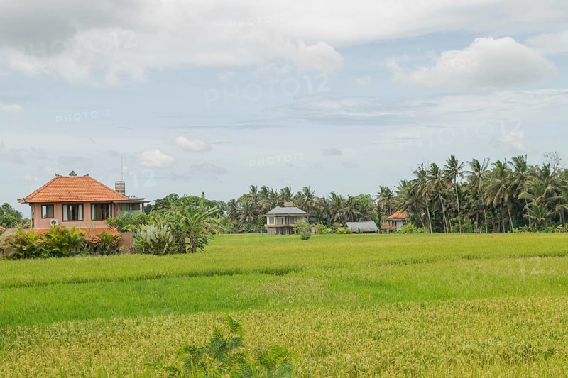 Rice fields with house in countryside, Ubud, Bali, Indonesia, green grass, large trees, jungle and cloudy sky. Travel, tropical, agriculture, Asia