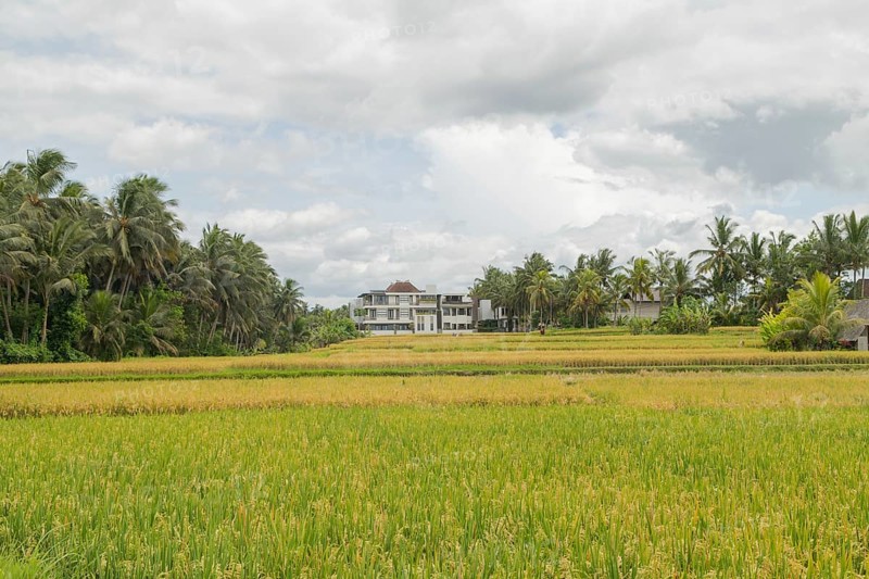 Rice fields in countryside, Ubud, Bali, Indonesia, green grass, large trees, jungle and cloudy sky. Travel, tropical, agriculture, Asia
