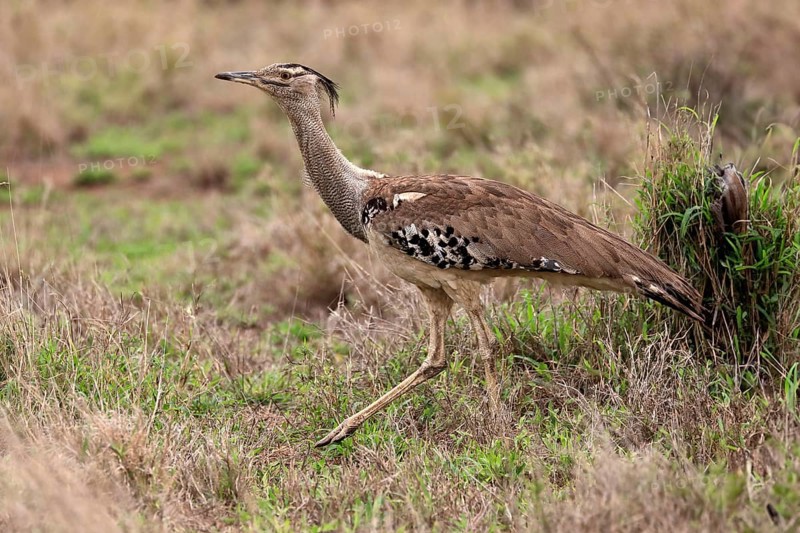 Kori bustard (Ardeotis kori), adult, running, foraging, vigilant, Kruger National Park, Kruger National Park, South Africa, Africa