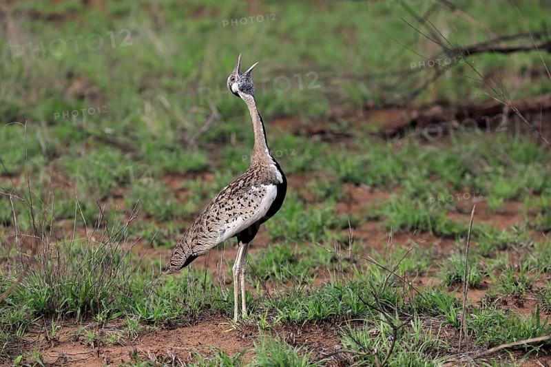 Red-crested Bustard, (Lophotis ruficrista), adult, calling, Kruger National Park, Kruger National Park, South Africa, Africa