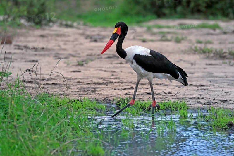 Saddle-billed stork (Ephippiorhynchus senegalensis), adult, foraging, in the water, Kruger National Park, Kruger National Park, South Africa, Africa