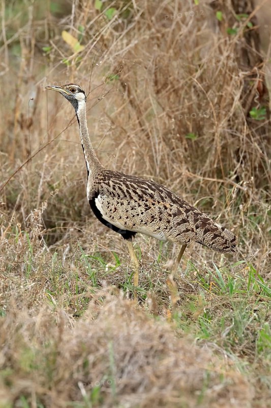 Black-bellied bustard (Lissotis melanogaster), adult, male, foraging, alert, Sabi Sand Game Reserve, Kruger National Park, Kruger National Park, South Africa, Africa