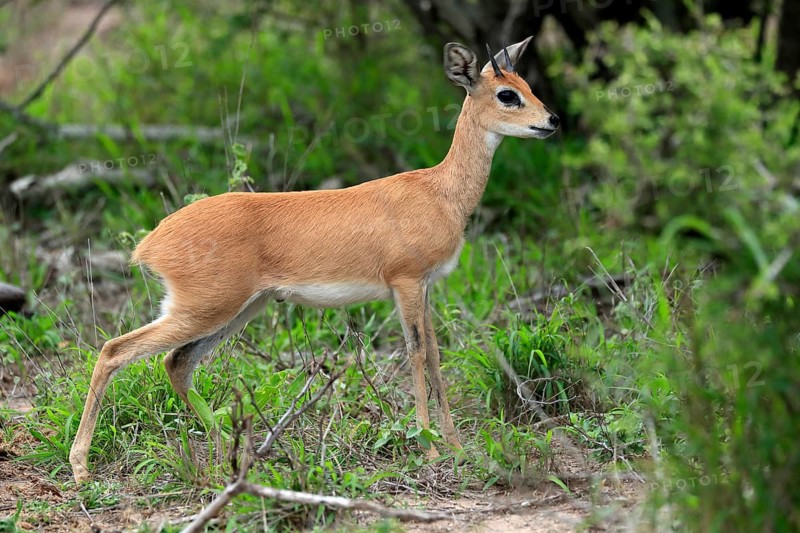 Steenbok (Raphicerus campestris), adult, male, foraging, vigilant, dwarf antelope, Kruger National Park, Kruger National Park, South Africa, Africa
