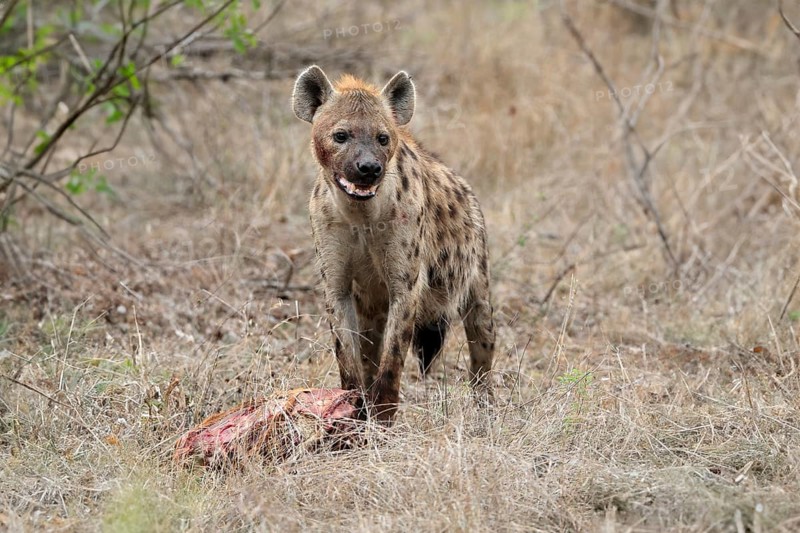 Spotted hyena (Crocuta crocuta), adult, with prey, Sabi Sand Game Reserve, Kruger National Park, Kruger National Park, South Africa, Africa