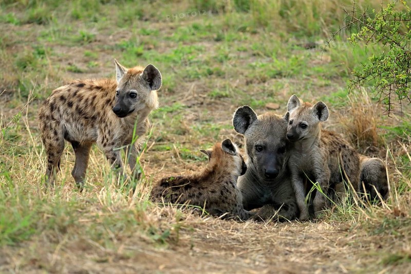 Spotted hyena (Crocuta crocuta), adult, young, mother with young, at the den, social behaviour, Kruger National Park, Kruger National Park, South Africa, Africa