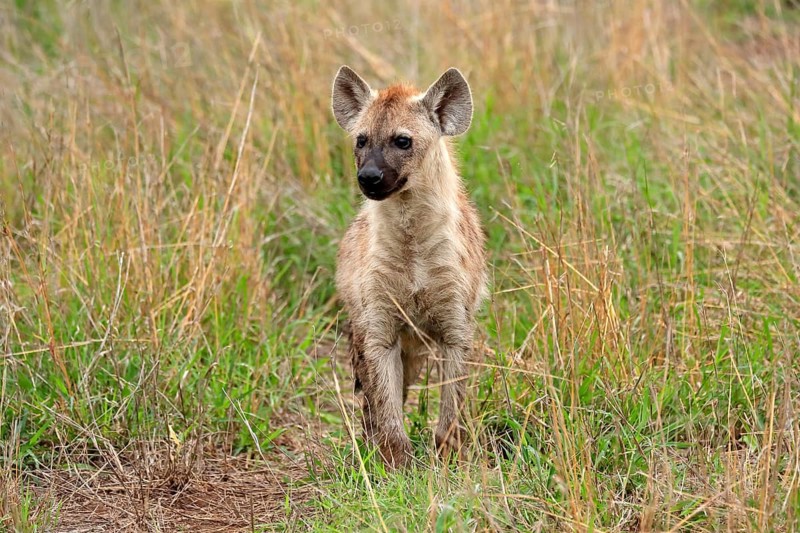 Spotted hyena (Crocuta crocuta), half-grown juvenile, alert, Kruger National Park, Kruger National Park, South Africa, Africa